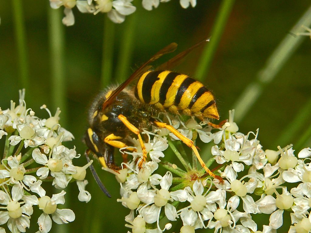 Dolichovespula sp.